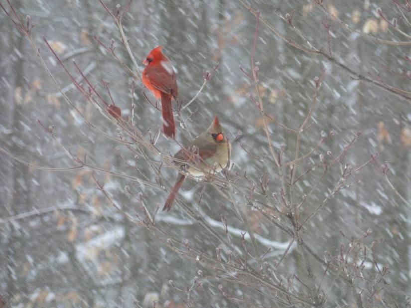birds in snow